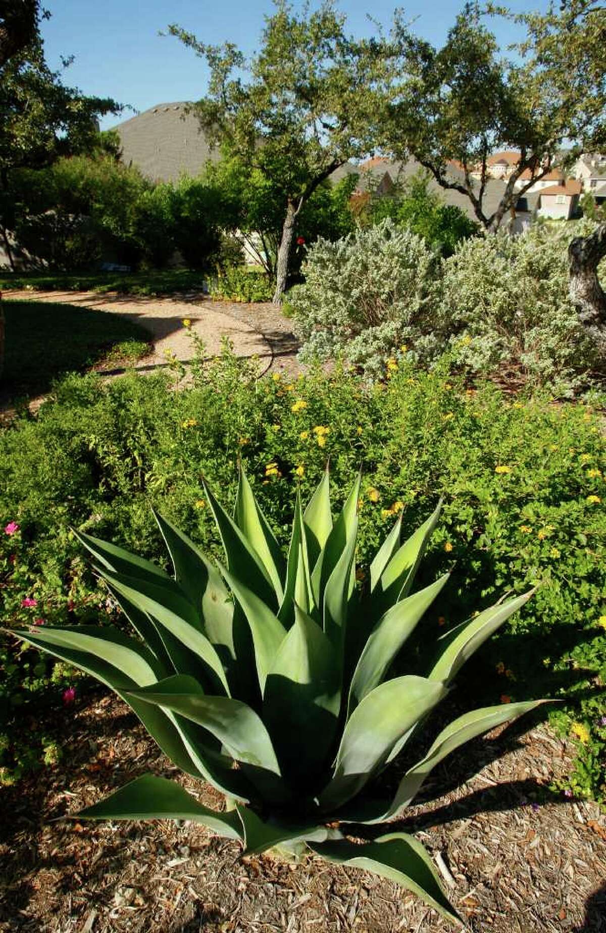 Watersaving plants also ease garden work