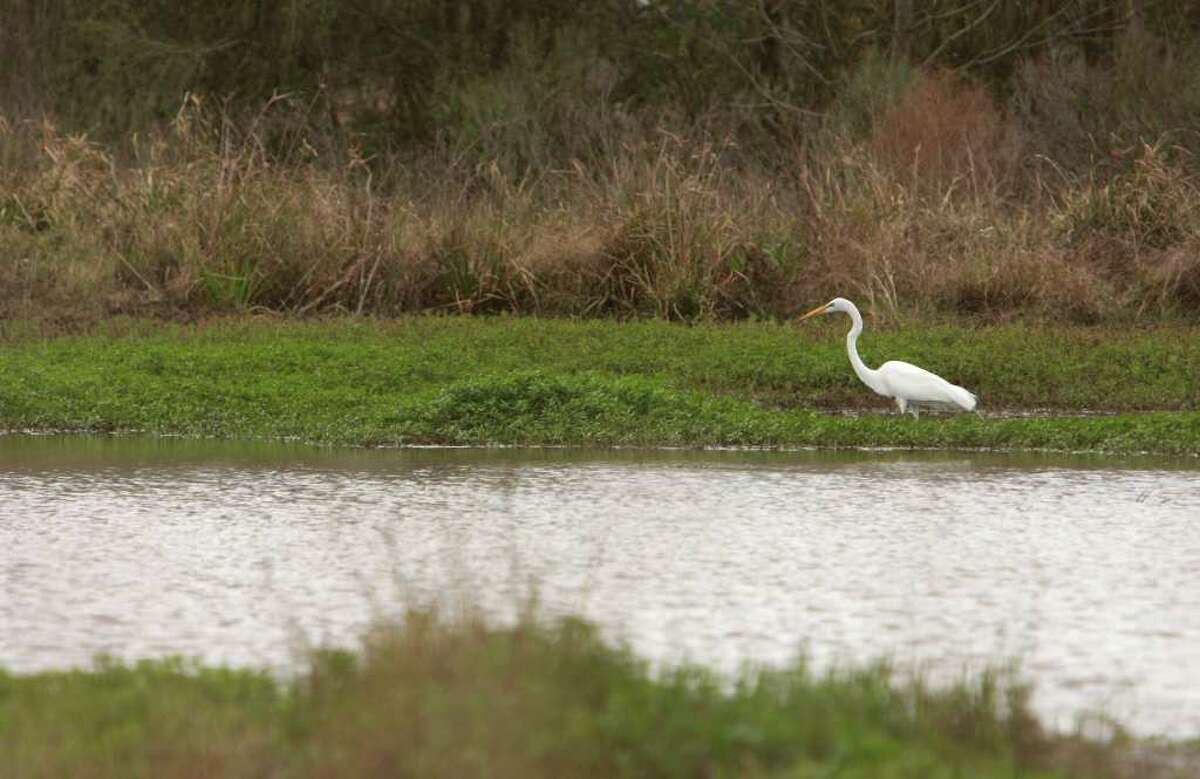 CHRONICLE FILE WADING AROUND: An egret gets its feet wet in a wetlands area off Katy Hockley Road. Wetlands on the Katy Prairie are essential to the health of Southeast Texas bays.