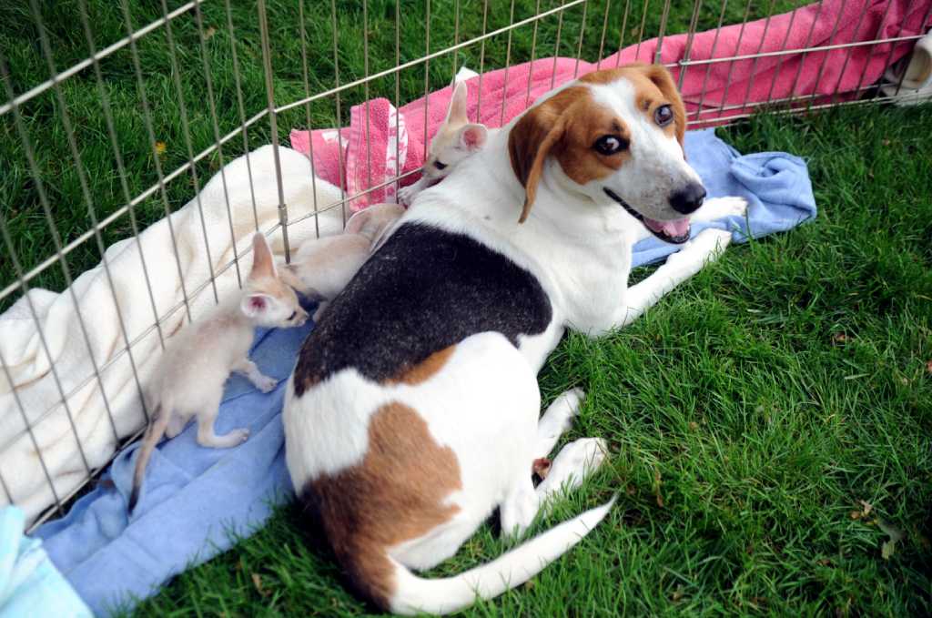 Rescue Dog Nurses Baby Foxes Stamfordadvocate