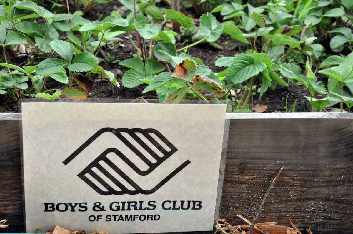 A Boys and Girls Club sign marks a row of strawberry plants at Fairgate Farm during the Harvest Festival at the farm on Stillwater Avenue in Stamford on Saturday, Sept. 24, 2011.