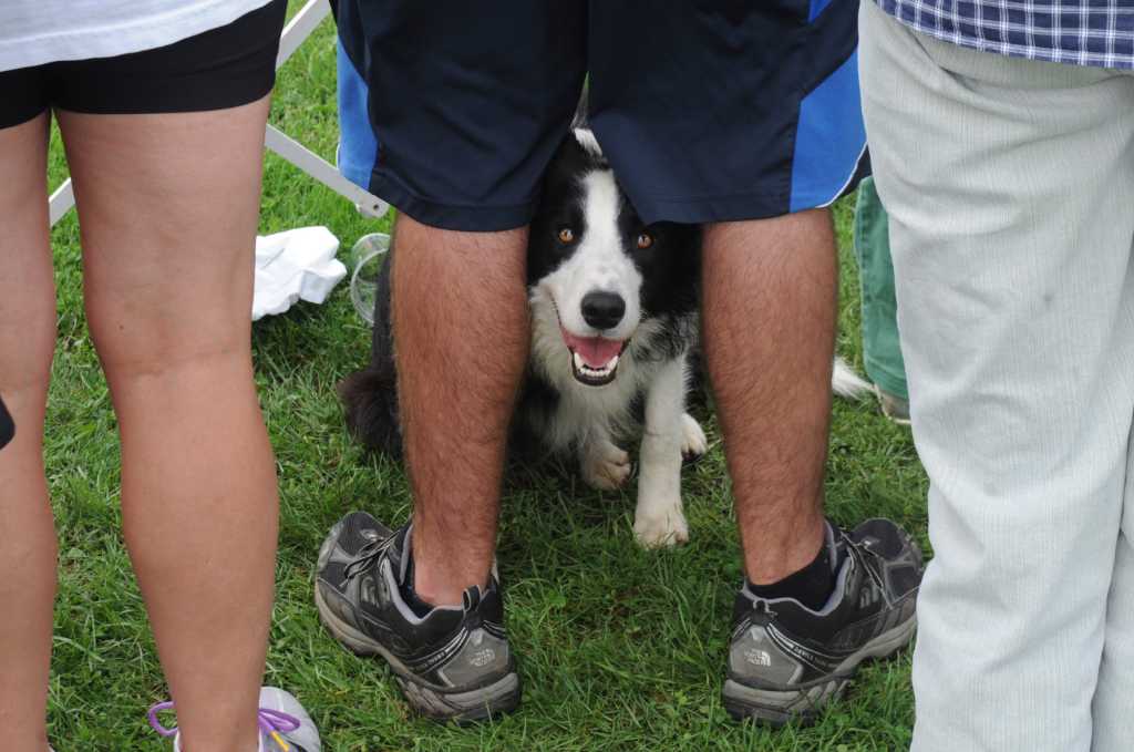Hundreds turn out for Greenwich dog show