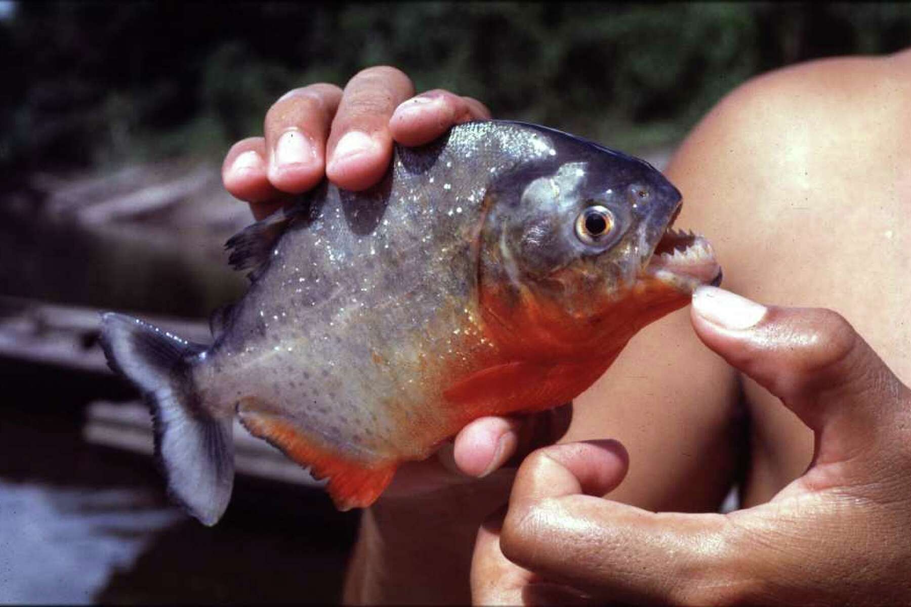 red belly piranha fish for sale