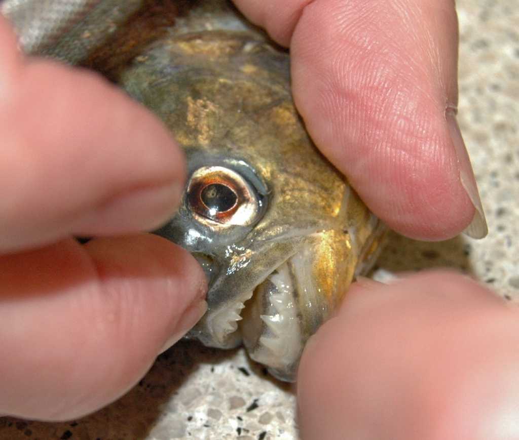Piranhas, other dangerous exotic species found in Texas' waterways