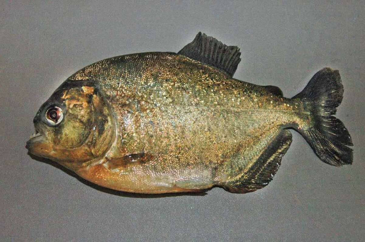 Piranhas Other Dangerous Exotic Species Found In Texas Waterways