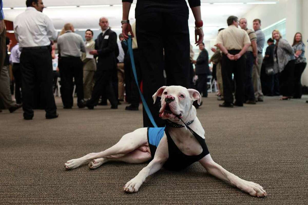 Petco formally opens S.A. corporate center