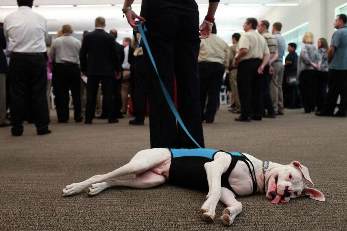 Petco formally opens S.A. corporate center