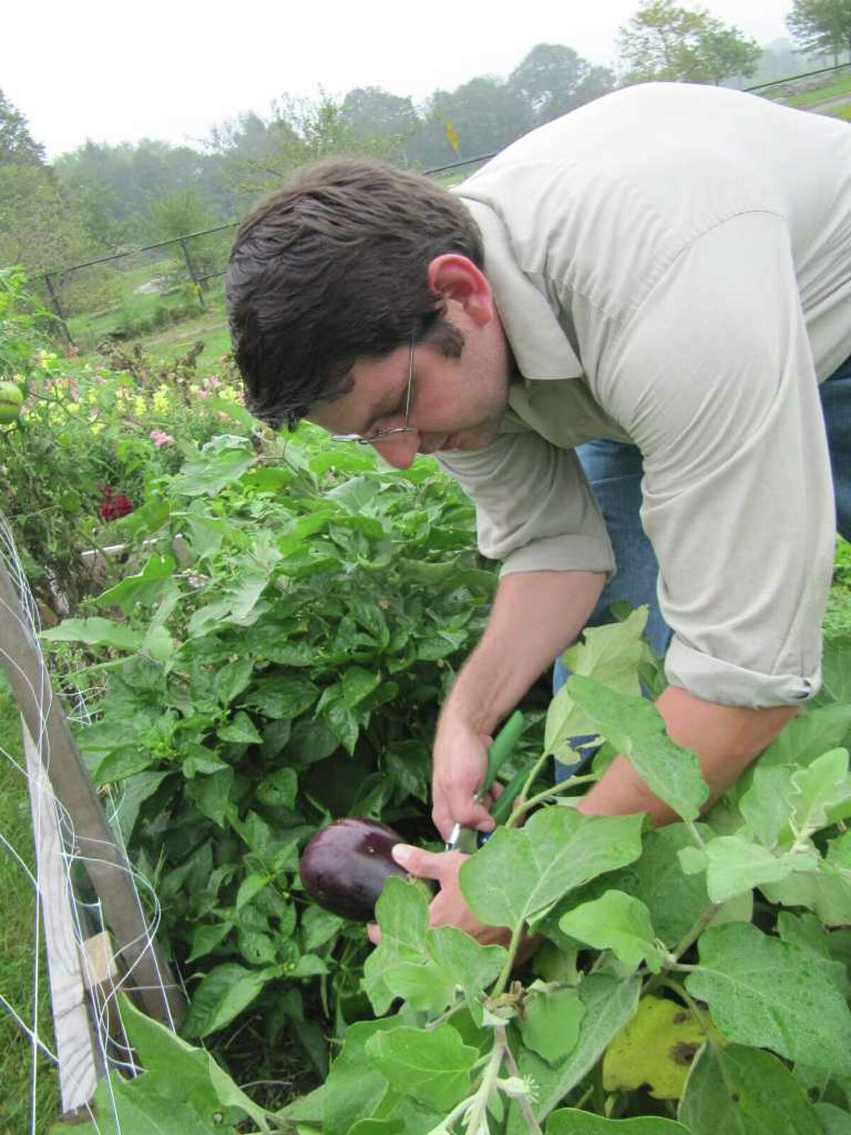 Staples High School environmental science teacher Mike Aitkenhead - forced to vacate the Wakeman Town Farm & Sustainability Center last month when Green Village Initiative ended its lease with the town - will soon be back on the site with his family. In this photo, Aitkenhead cuts an eggplant loose from one of the vegetable gardens.