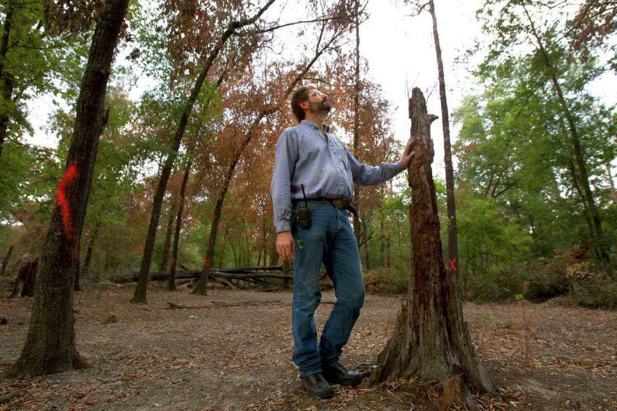 Joe Blanton is the director of conservation at the Houston Arboretum & Nature Center, which has lost a fourth of its trees to the record-breaking drought this year. The arboretum's staff has marked those that need to be removed. "I'm saddened by the loss of all the trees," Blanton said.