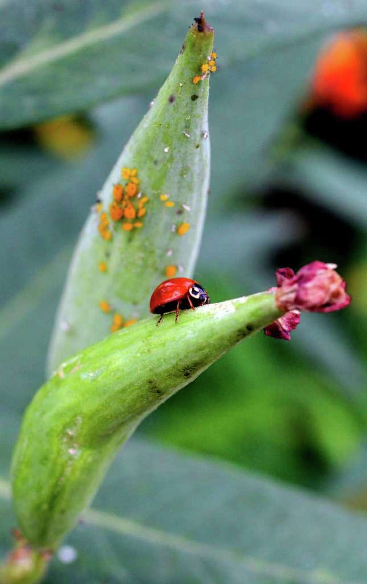 Aphids aren't all bad