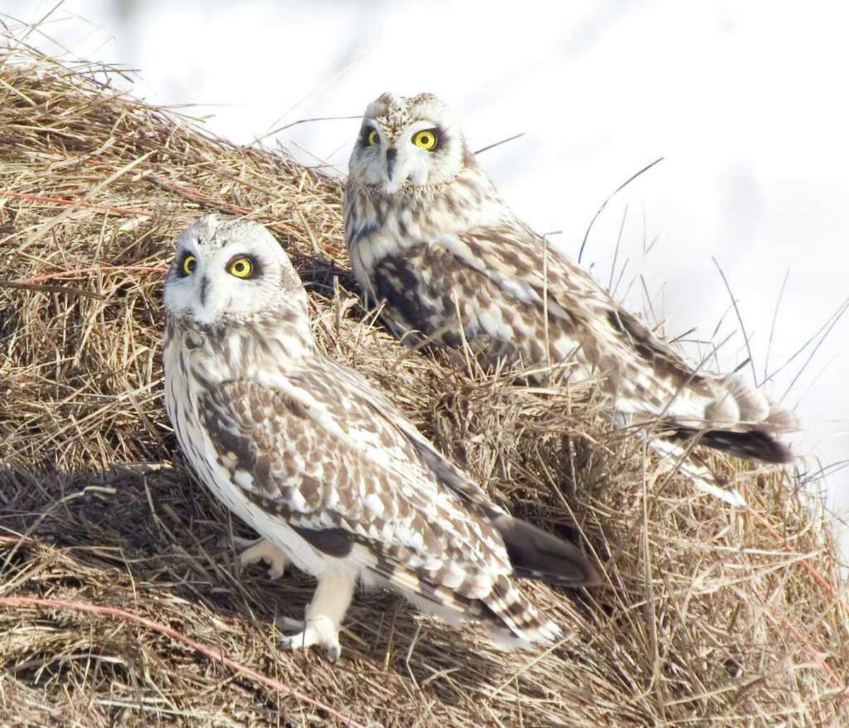 Endangered owl advocates, housing developer tussle over grassland stretch