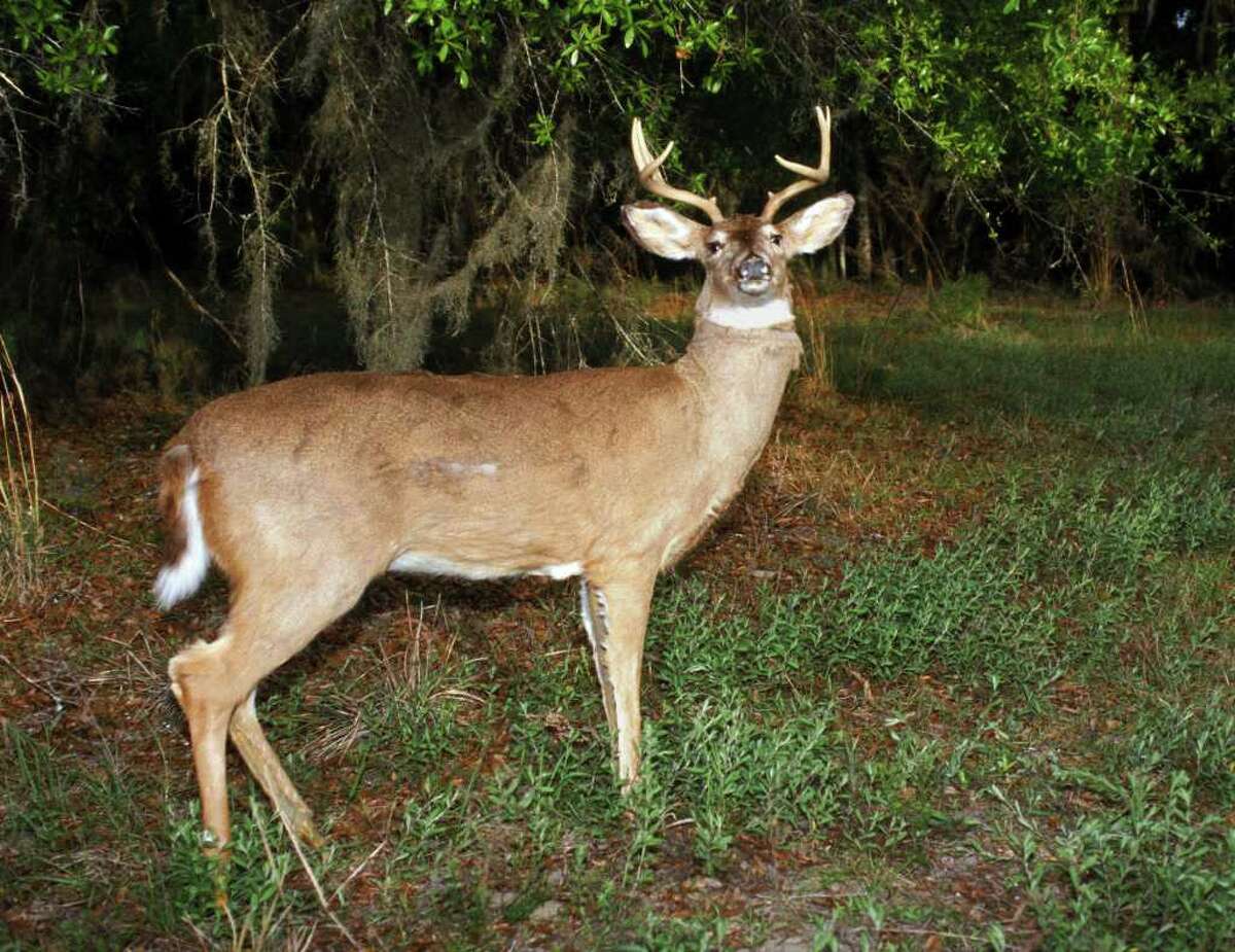 This Buck’s For You Three game wardens from Sabine County, San Augustine County and Shelby County set up a deer decoy in an area of Sabine County prone to illegal night hunting. At about 1 a.m., a truck passed the decoy and a voice shouted, “That’s the buck!” The truck turned around and slowly rolled towards the decoy and the driver from the vehicle with their rifle, hitting the decoy in the neck. Once they realized it was a decoy, the truck took off and began throwing beer cans out of the window. The wardens stopped the vehicle and detained three people. When they searched the vehicle, the wardens found a rifle and a spent shell casing on the floorboard. The driver was arrested and charged with Hunting from a Vehicle, Hunting at Night and Hunting with an Artificial Light. The passengers received multiple citations.  Cases pending.