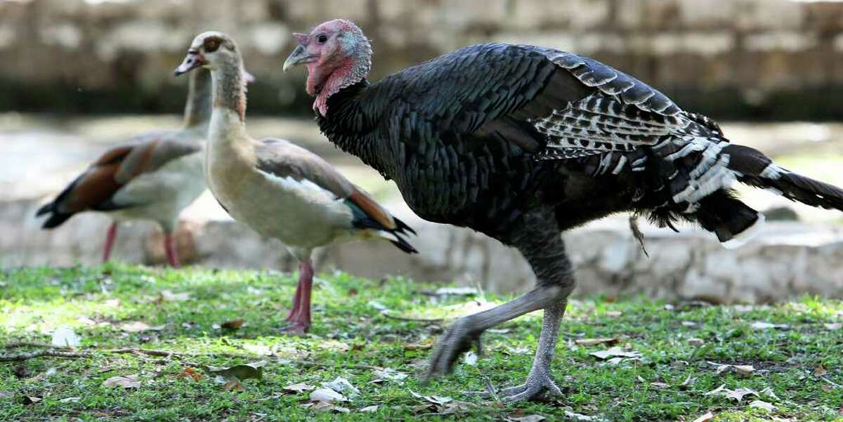 A wild turkey takes ups residence in Landa Park.