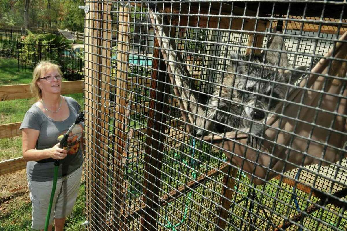 A young raccoon peeks out from his hammock while Cheryl Meyer, a volunteer wildlife rehabber, gives him a shower. Meyer is currently taking care of nine raccoons on her Magnolia property. Freelance photo by Jerry Baker