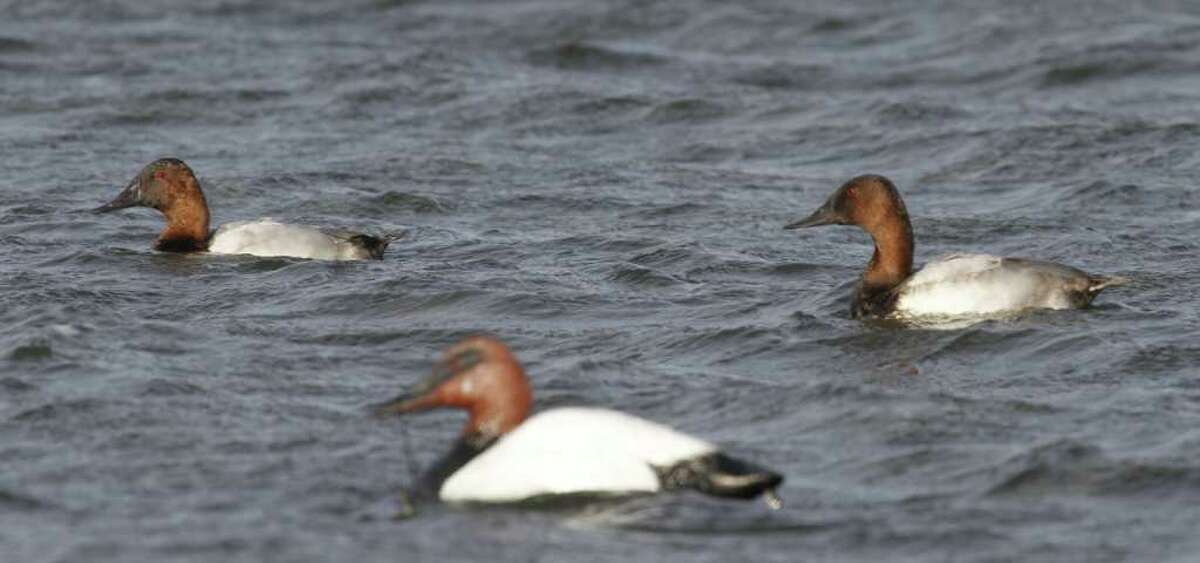 North Dakota waterfowling
