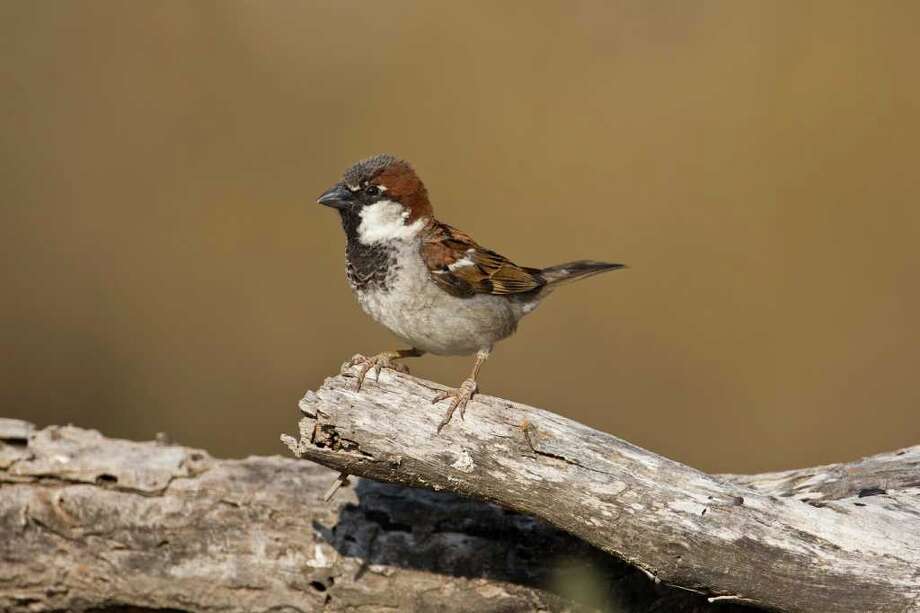House Sparrows Are Not Indigenous To America Houston Chronicle