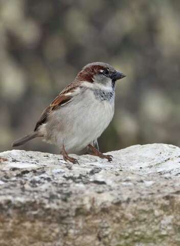 House Sparrows Are Not Indigenous To America Houston Chronicle