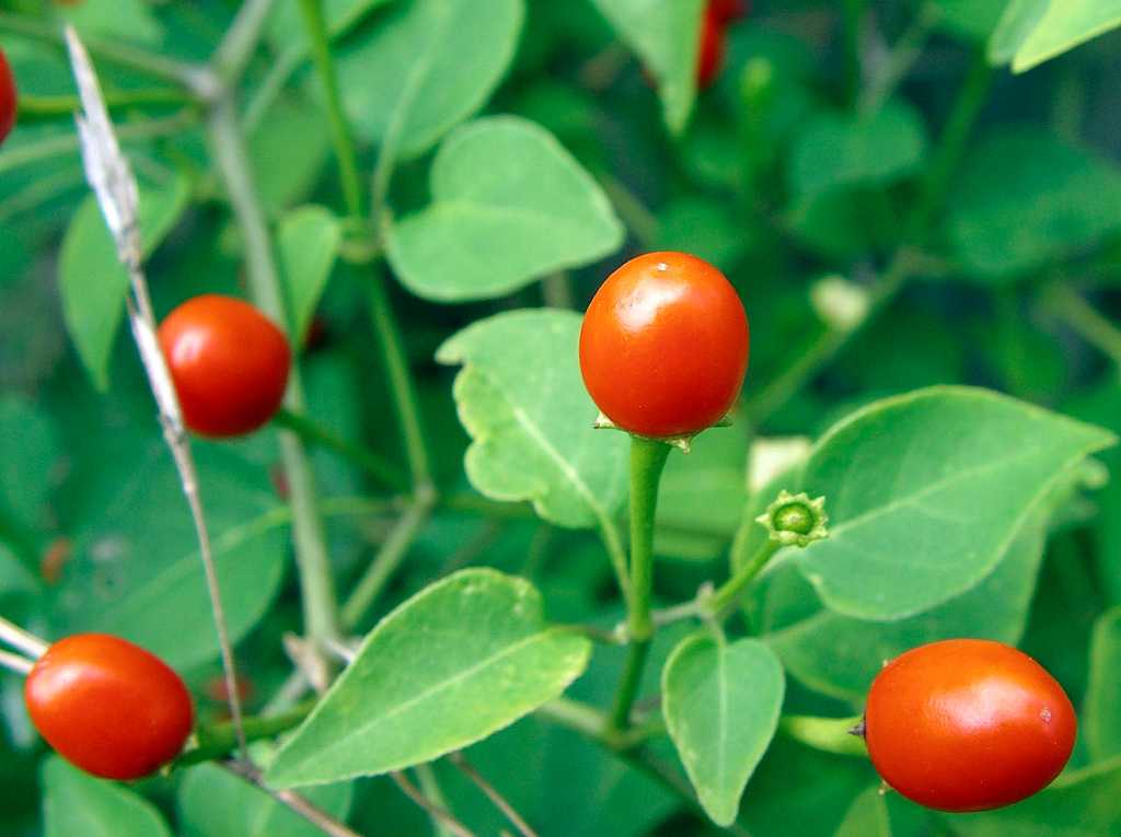 Native herbs to try