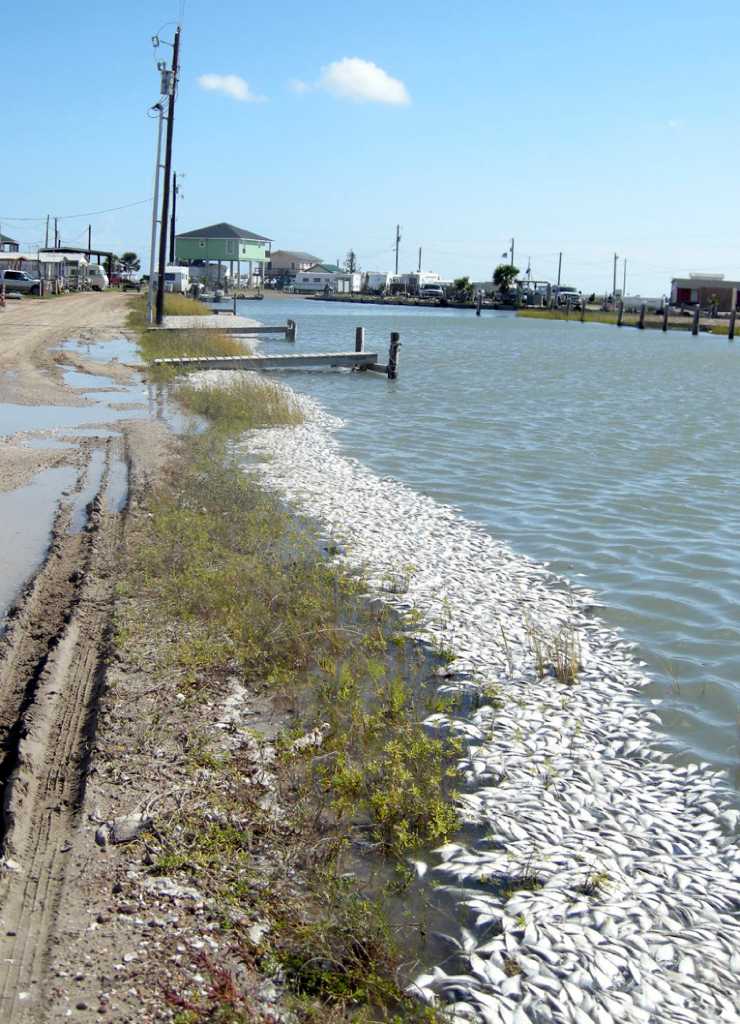 Patches of red tide affecting long stretch of Texas coast