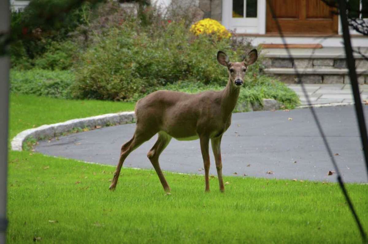 A deer gets up close and personal in a New Canaan yard. Photo by Jeanna Petersen Shepard.