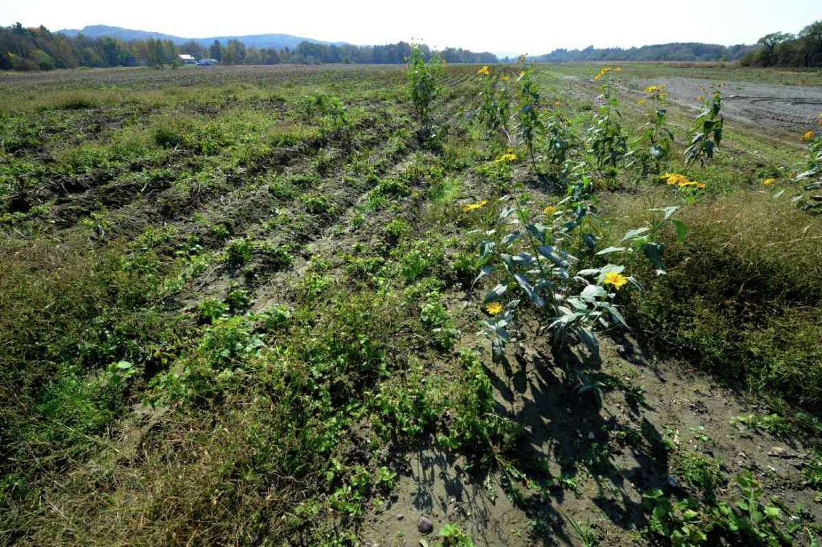 A lost harvest at Sheldon Farms