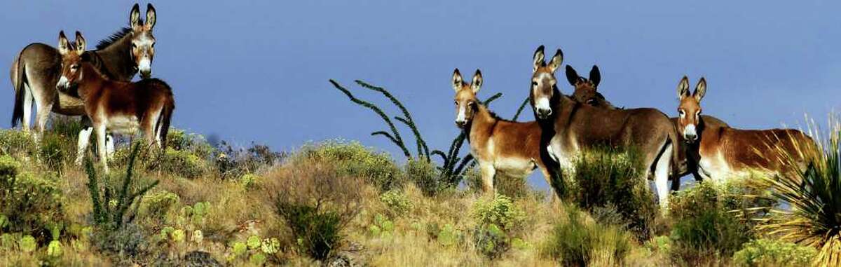 Wild burros at Big Bend Ranch State Park near Presideo, Texas pause on top of a ridge near a remote area called Fresno Canyon.