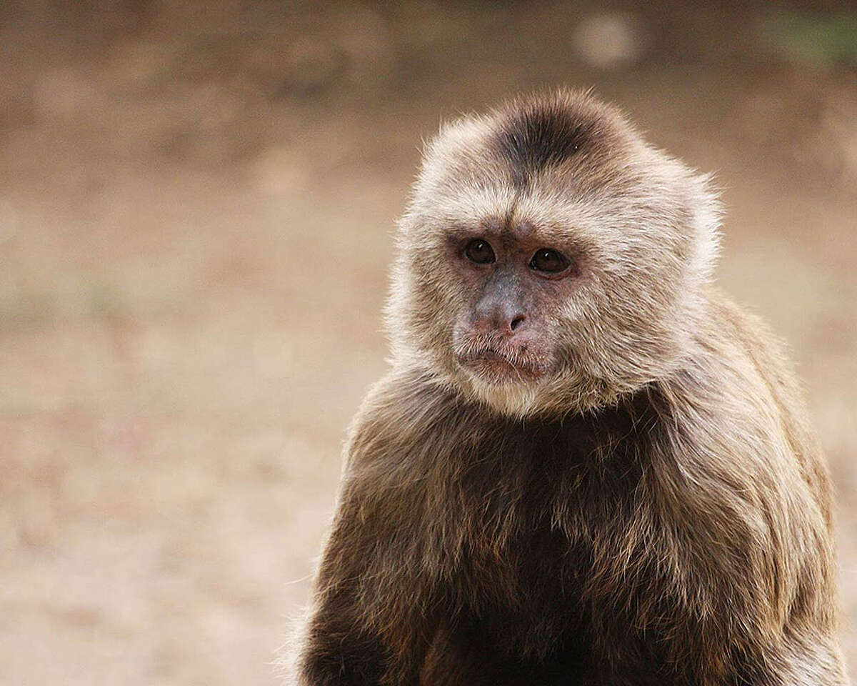 can a capuchin monkey kill you