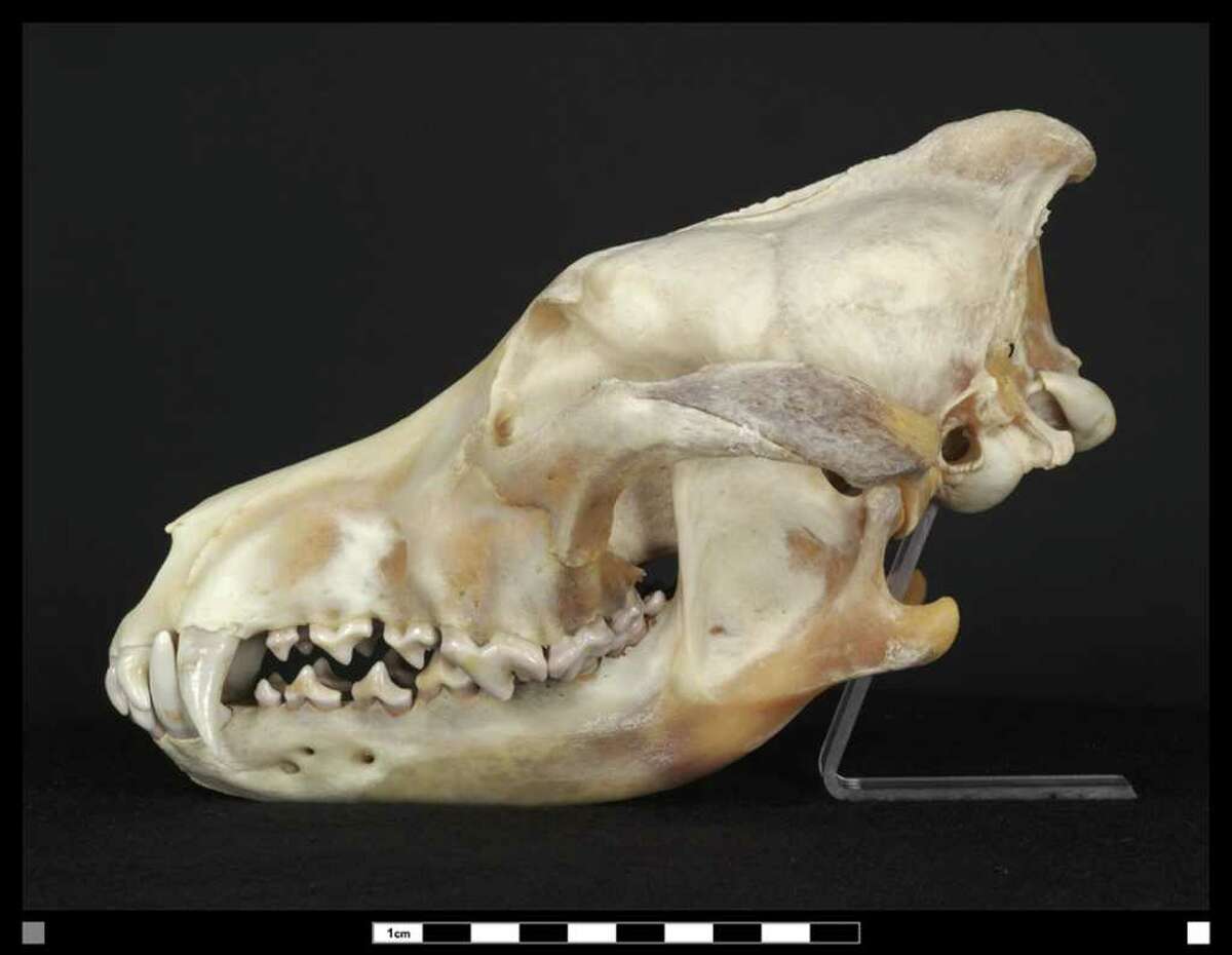 Side view of a skull of a wild wolf found in 2001 in forest east of Great Sacandaga Lake, about 10 miles west of the Saratoga County village of Corinth.