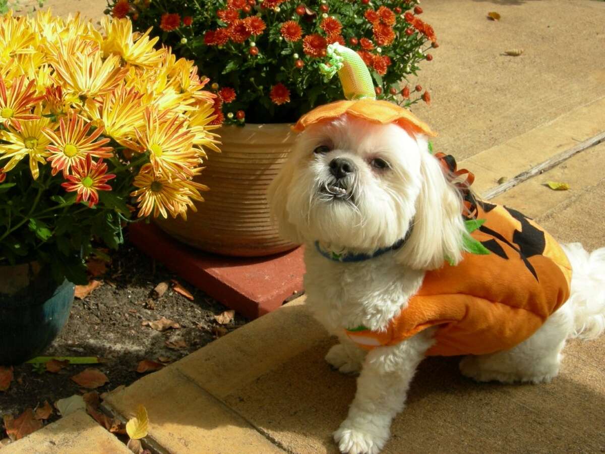 Pumpkin Halloween costume still popular for pets