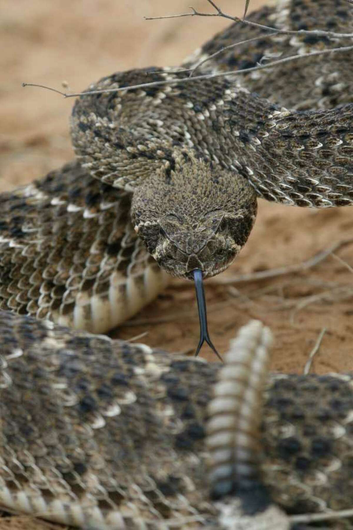 Tompkins Texas' venomous snakes more active in fall
