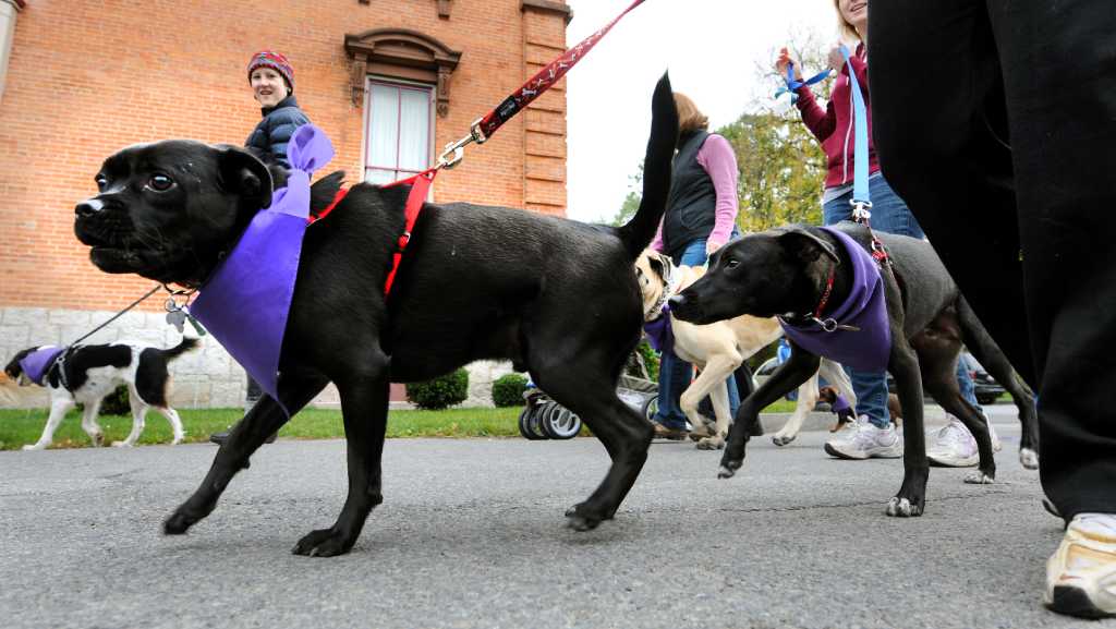 Photos Pooch Parade