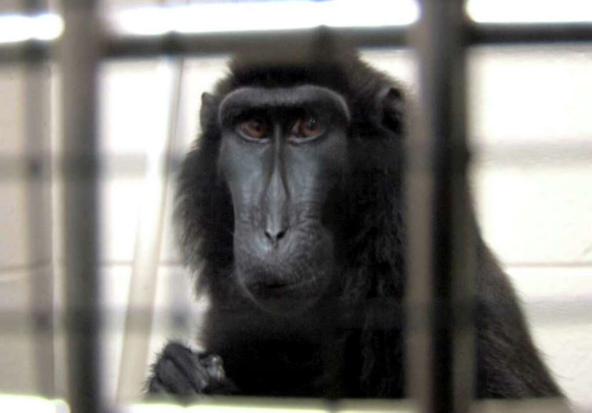 Man's pet monkey goes bananas for Astros