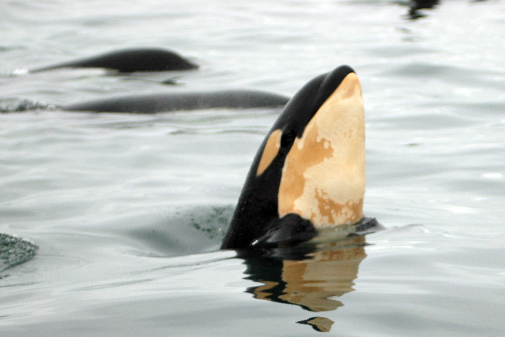 They're back! Orcas return to Seattle waters