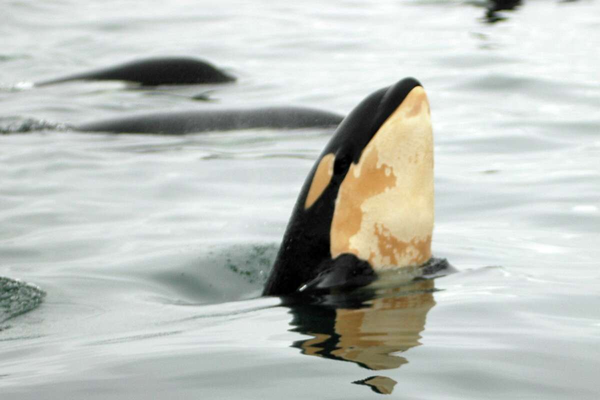 In this handout photo provided by the Center for Whale Research, a baby orca whale is seen "spyhopping" off the southern coast of San Juan Island, Wash., Tuesday, June 3, 2008. (AP Photo/Center for Whale Research, Kelley Balcomb-Bartok)
