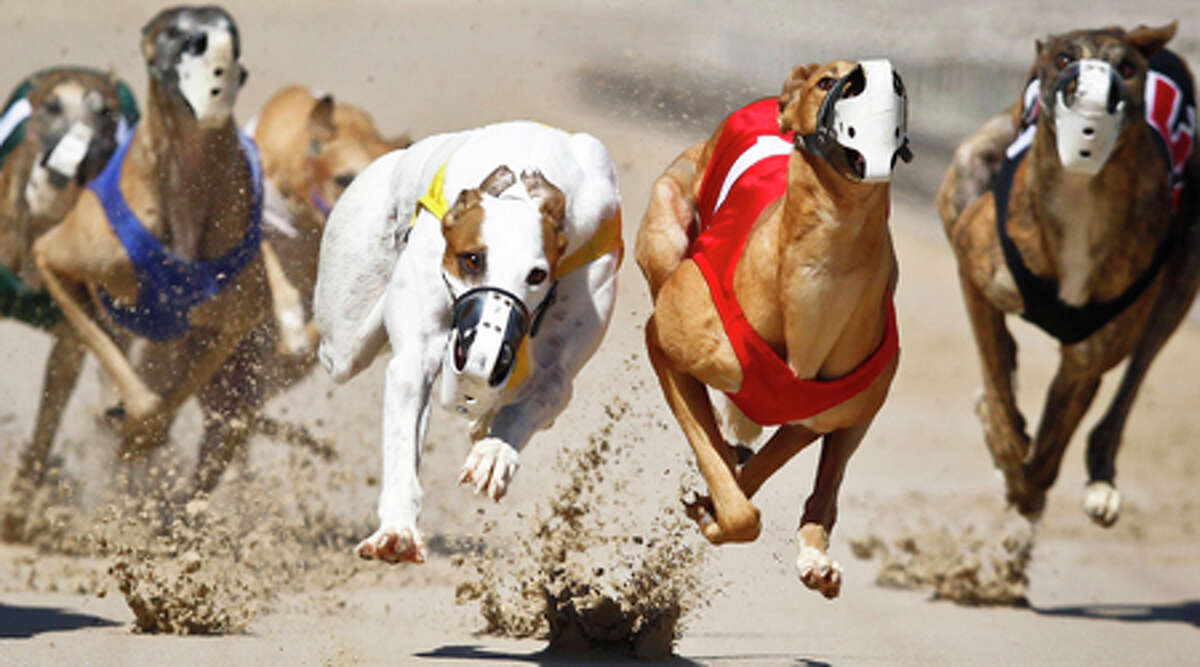 Mystery disease sickens greyhounds at La Marque track