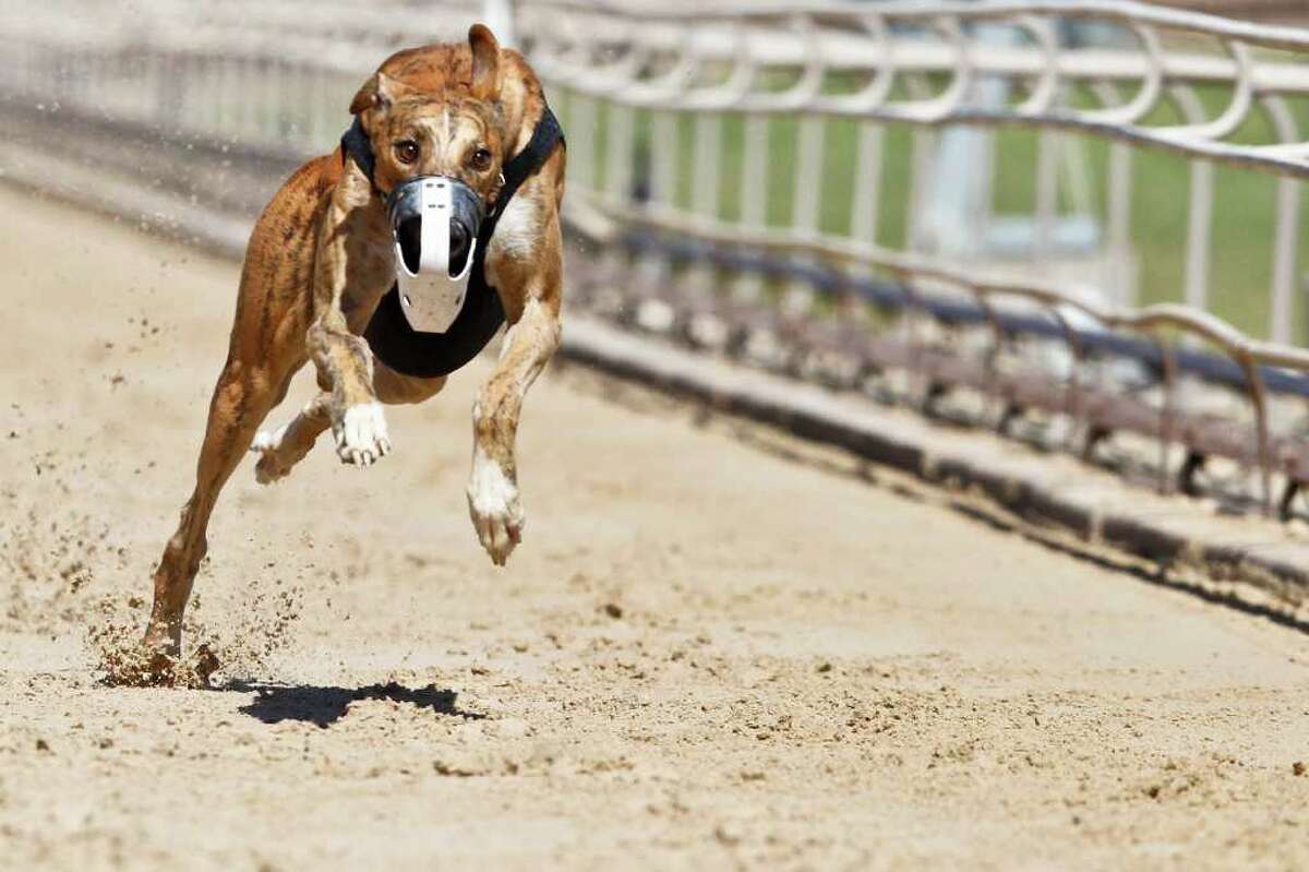 Greyhound racing at Gulf Greyhound Park