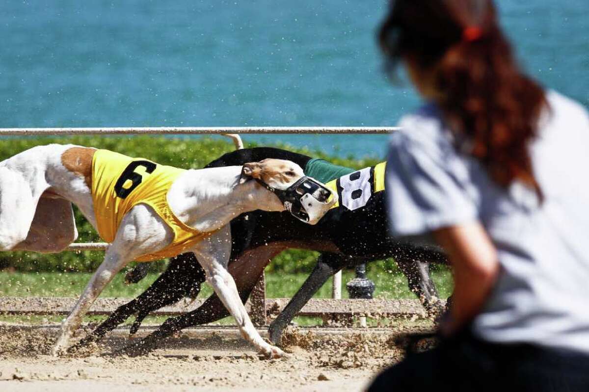 Mystery disease sickens greyhounds at La Marque track