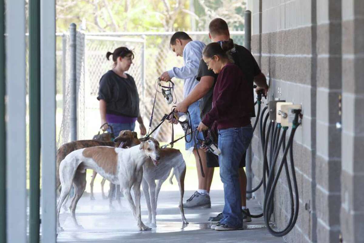 Mystery disease sickens greyhounds at La Marque track