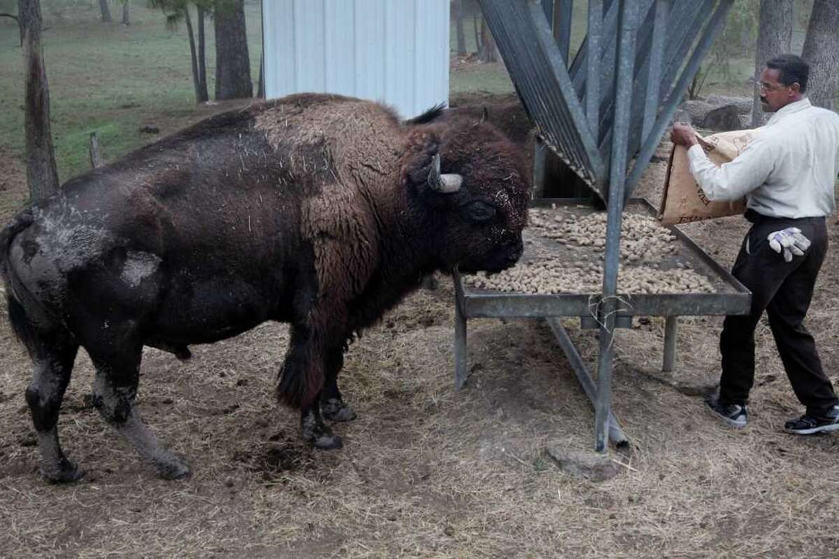 County bison headed for a new range in N. Texas