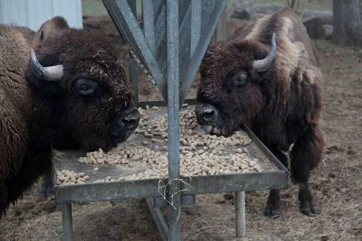 THEY'LL ROAM ELSEWHERE: The 11 bison that live in Deussen Park will be moved to a North Texas ranch owned by a nonprofit, in part because the drought has raised the cost of feeding them, but also because of concerns about inbreeding.