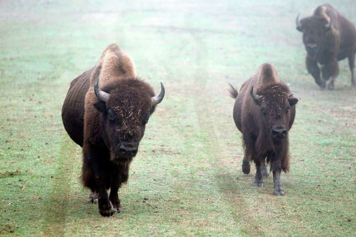 County bison headed for a new range in N. Texas