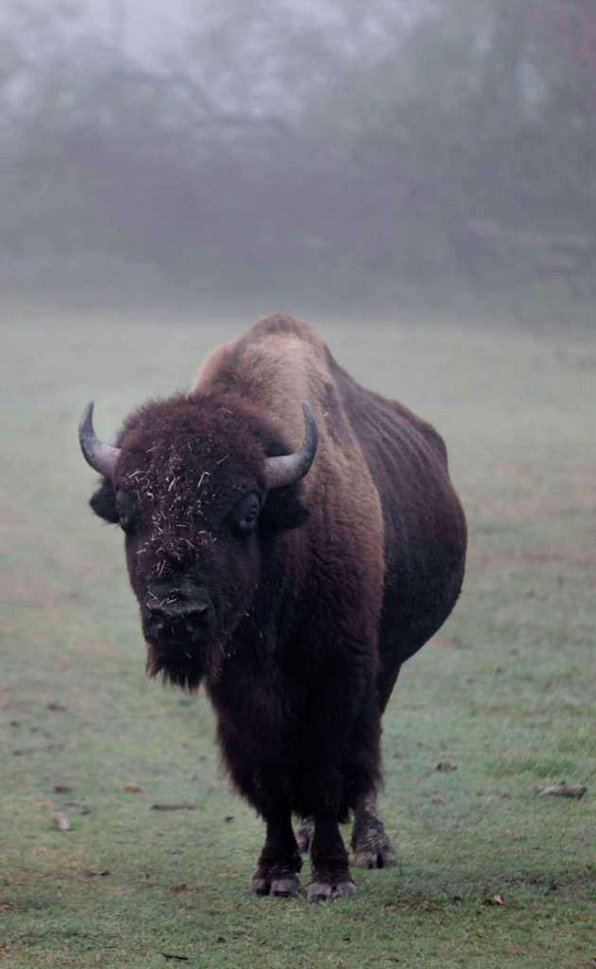 County bison headed for a new range in N. Texas