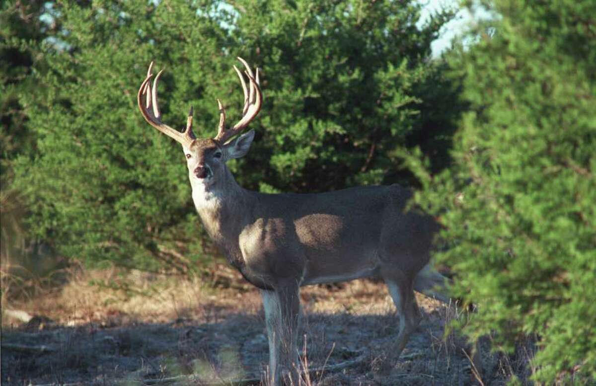 Hill Country Buck. HOUCHRON CAPTION (08/02/2001): The seasons come and go, and some are better than others, but Texas invariably produces some of the finest white-tailed deer in the country.