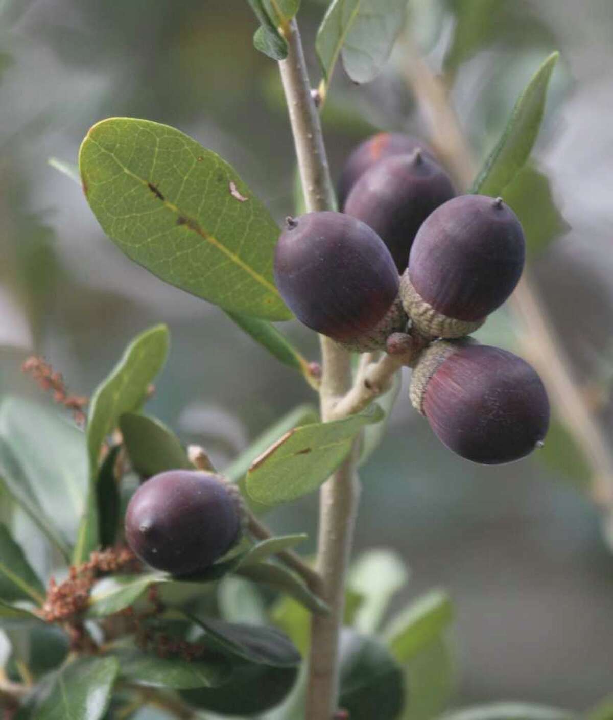 Tompkins Mixed bag awaits Texas' whitetailed deer hunters