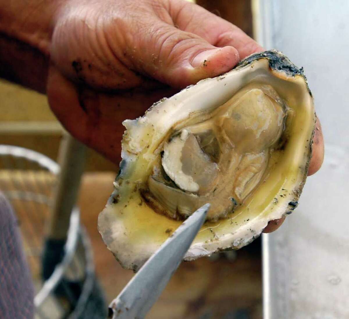 Texas oyster season may be closed, but locals buying from Louisiana