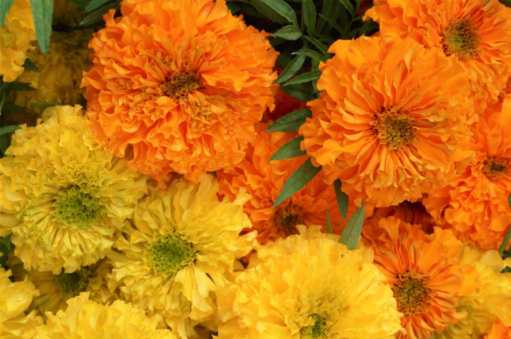 day of the dead marigold flowers