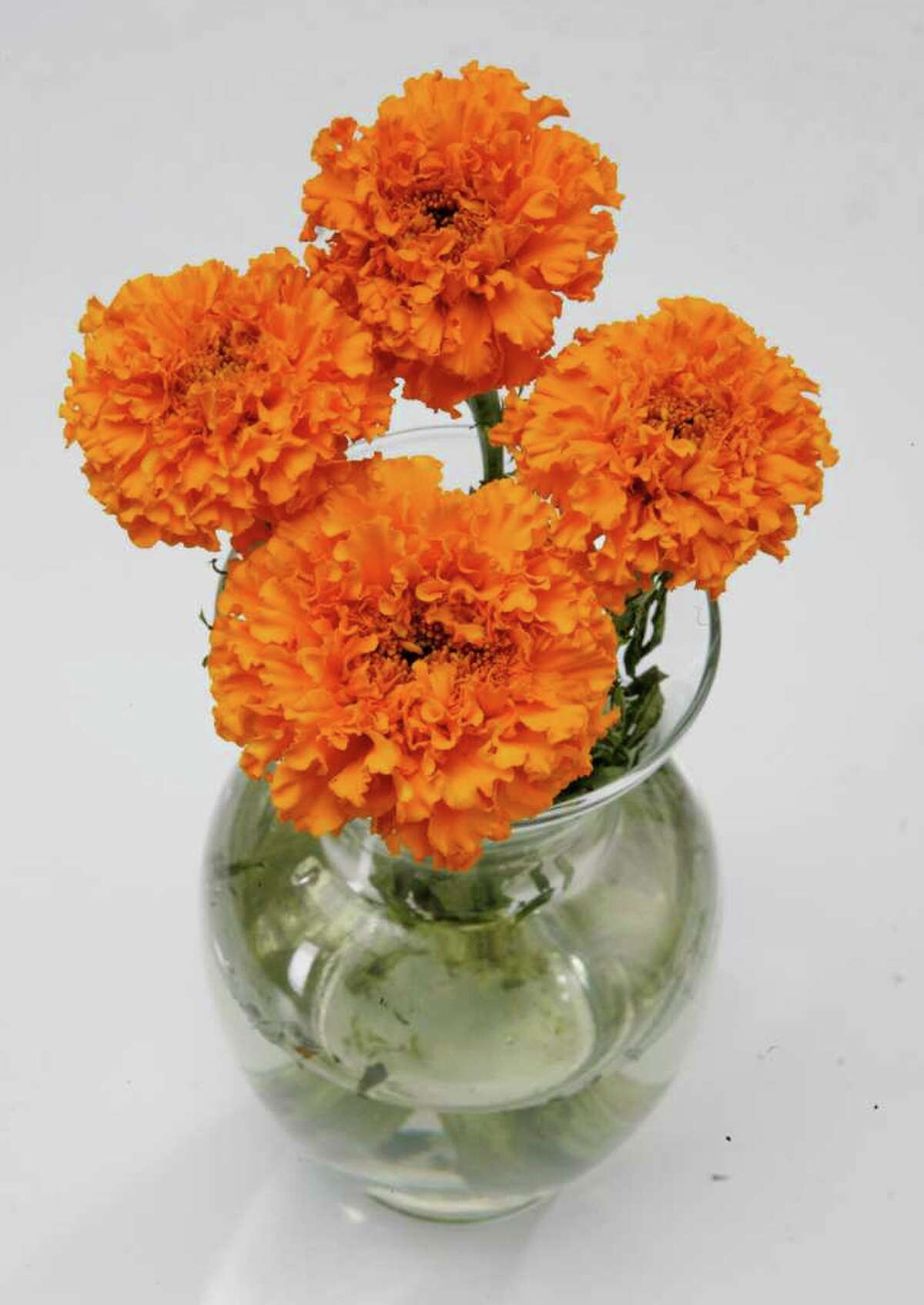 3 Marigolds, a traditional flower placed on graves and altars during Dia de los Muertos. From Fannin Flowers. Shoot from top to show buds only (AC Studios for the Chronicle) HOUCHRON CAPTION (10/31/2004-2-STAR) SECNEWS COLORFRONT: The altars are ready, the sweet bread baking. HOUCHRON CAPTION (10/31/2004) SECSTAR COLORFRONT: NONE