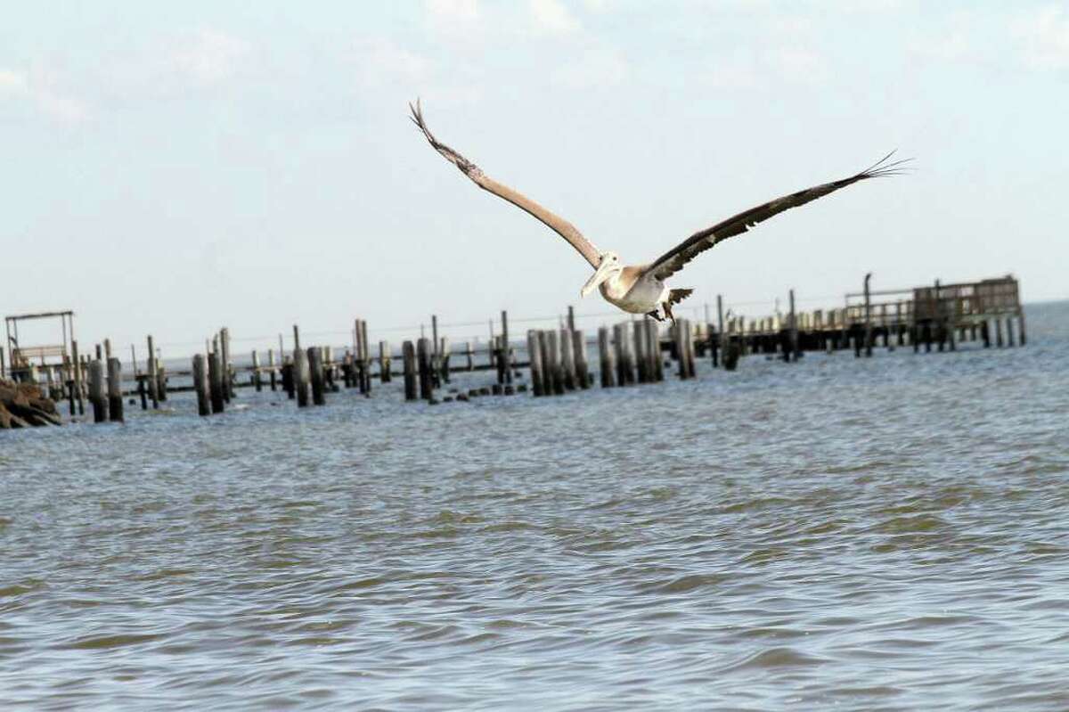 FLYING HIGH: One of the released pelicans takes its time getting orientated to his new environment near the Kemah Bridge.