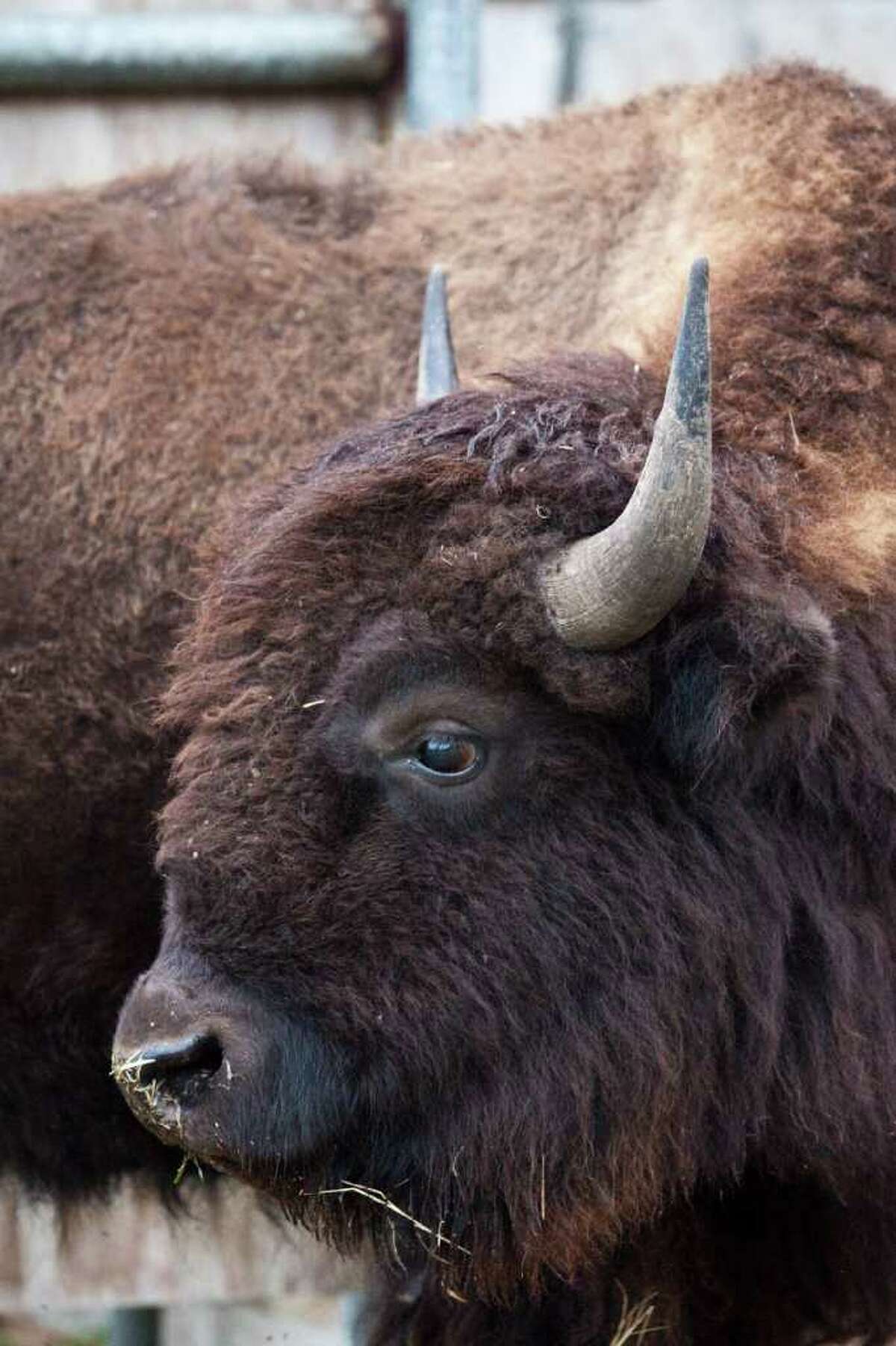Drought contributes to bison's departure