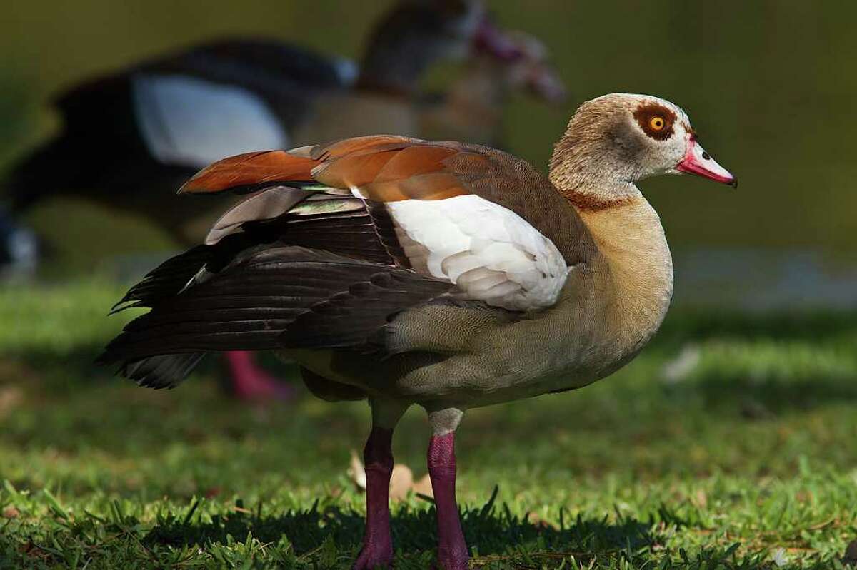 Egyptian geese, native to sub-Saharan Africa and the Nile River Valley, have invaded the area. Photo Credit: Kathy Adams Clark. Restricted use.