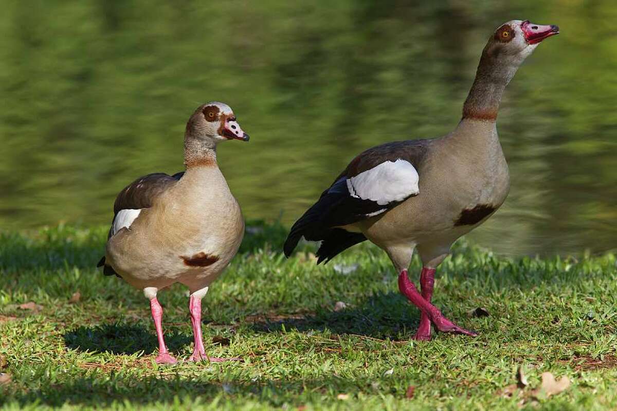 non-native-egyptian-geese-proliferating-in-texas